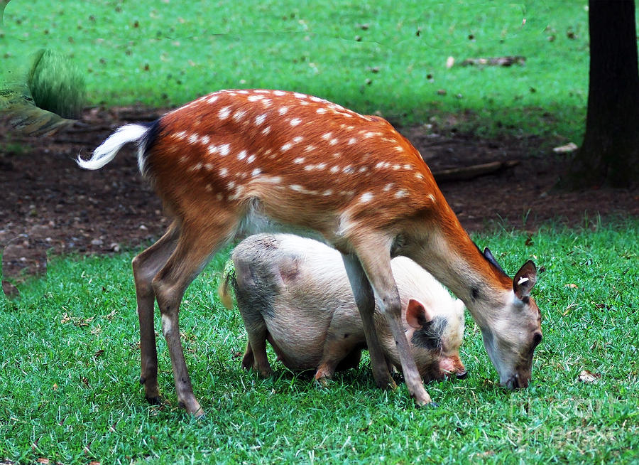 Deer Photograph - Lets Pig Out by M Three Photos