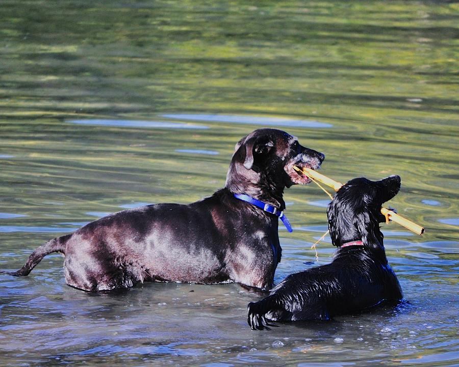 Dog Photograph - Lets Play in the River by Kristina Deane