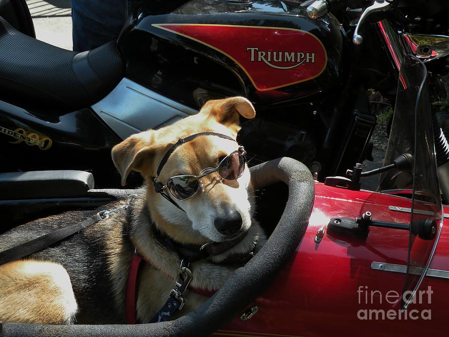 Dog Photograph - Lets Ride by Val Carosella