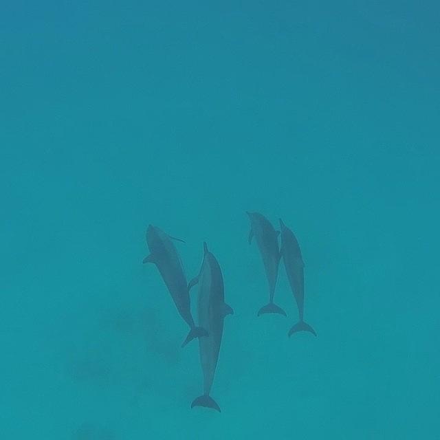 Lets Swim With The Dolphins 😃 Photograph by Ippe Fifty