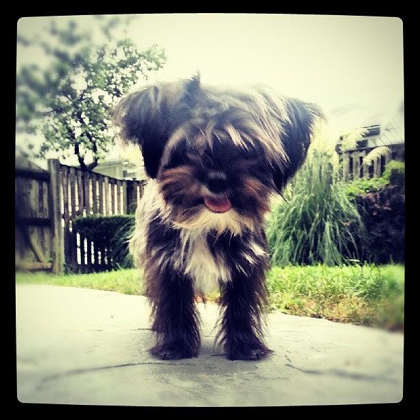Shorkie Photograph - Lette #shorkie #dogsofinstagram by Bebe Ferrari