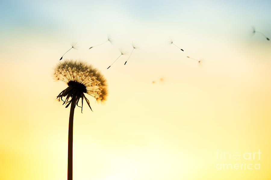 Summer Photograph - Letting Go by Tim Gainey