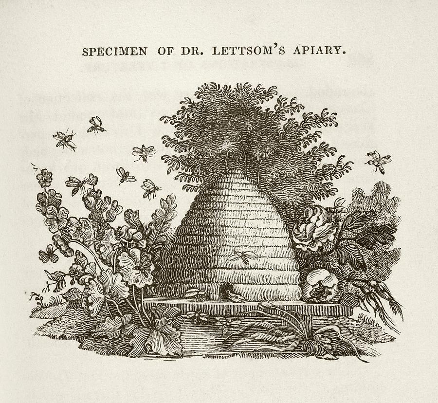 Lettsoms Apiary Photograph by Middle Temple Library