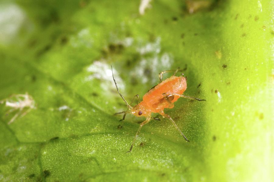 Wildlife Photograph - Lettuce Aphid by Stephen Ausmus/us Department Of Agriculture