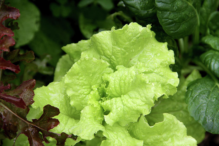 Spinach Photograph - Lettuce Growing In The Garden by 2ndlookgraphics