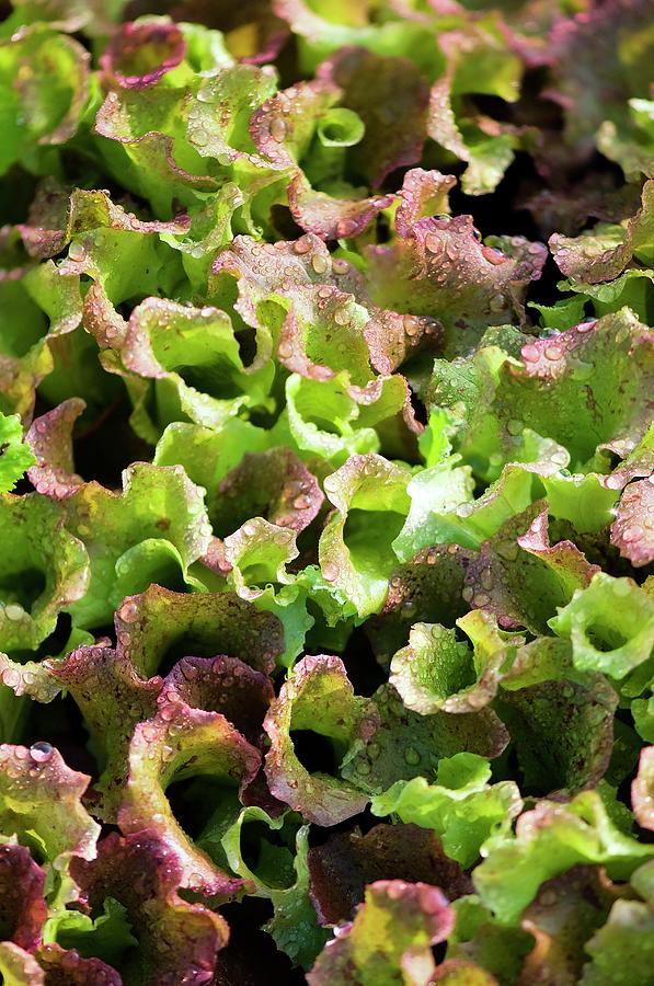 Lettuce (lactuca Sativa) Photograph by Maria Mosolova/science Photo Library