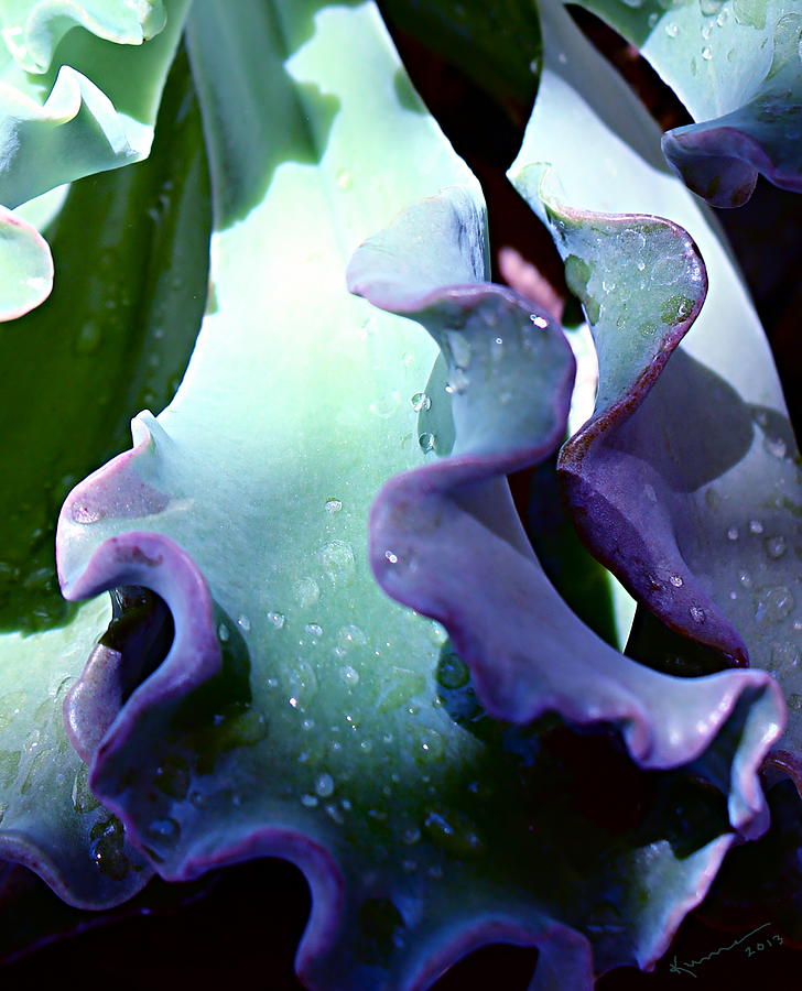 Lettuce Leaf Cactus Photograph by Kume Bryant
