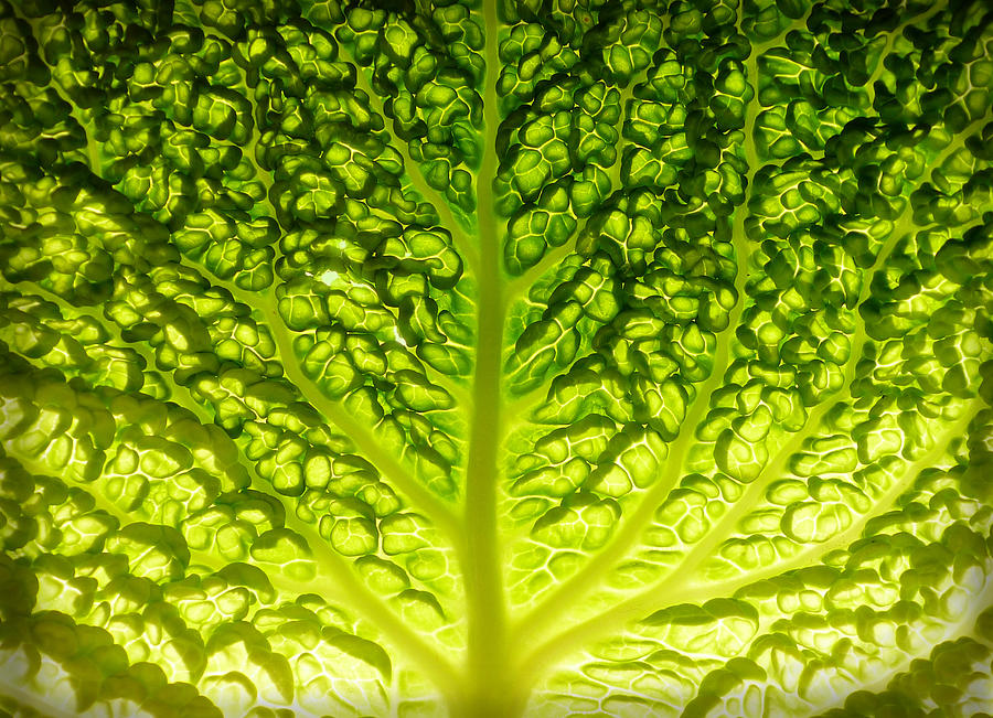 Lettuce leaf detail Photograph by Lu Lu
