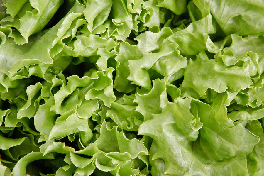 Lettuce Photograph - Lettuce leaves by Tom Gowanlock
