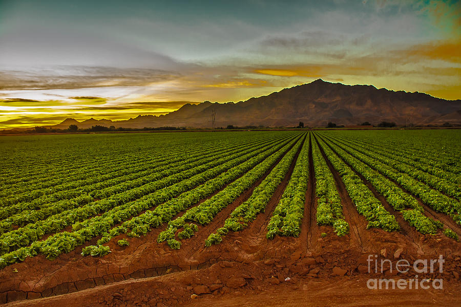 Lettuce Sunrise Photograph by Robert Bales