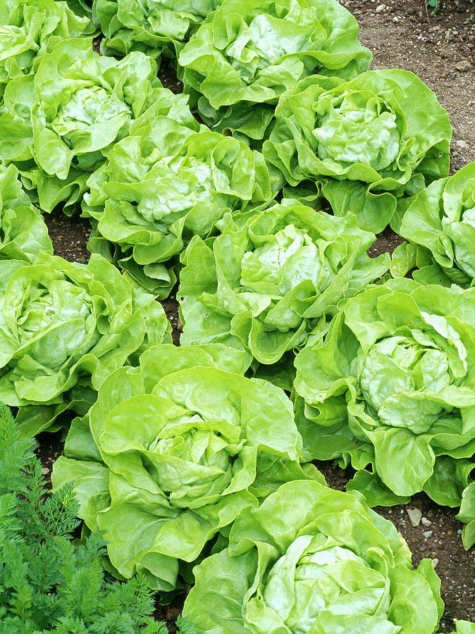Lettuce unrivalled Photograph by Geoff Kidd/science Photo Library