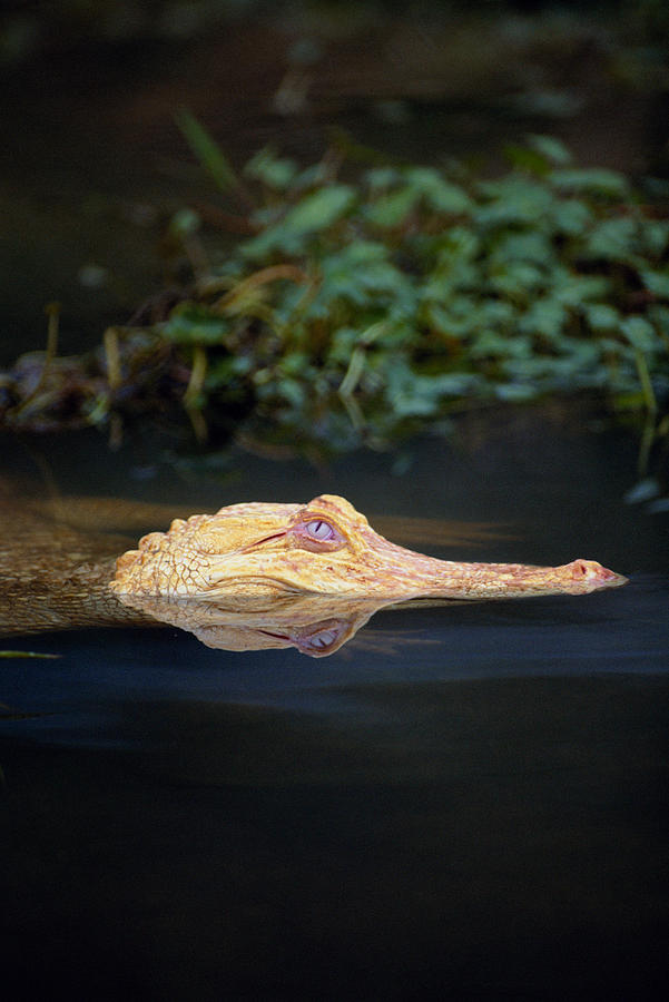 Leucistic Alligator Photograph by Steve Cooper