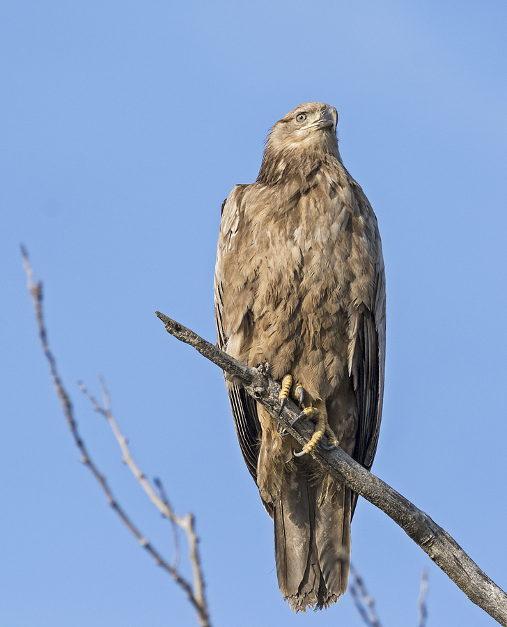 Leucistic Bald Eagle Photograph by Loree Johnson