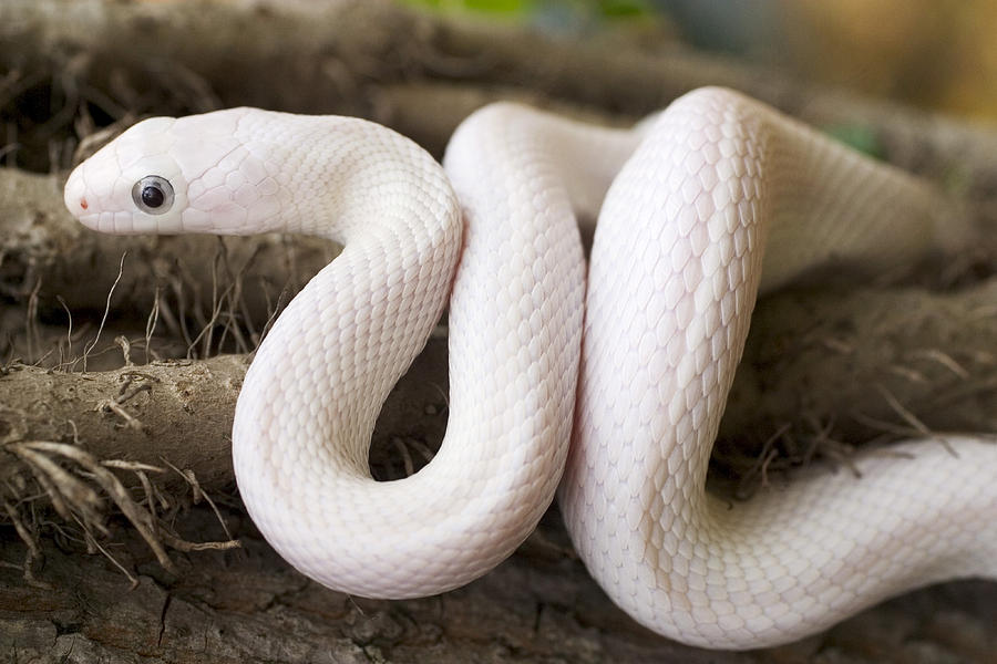 Leucistic Texas Rat Snake Photograph by Paul Whitten.