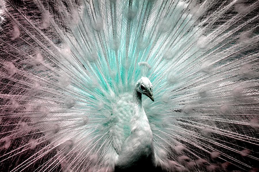 Peacock Photograph - Leucistic White Peacock by Deena Stoddard