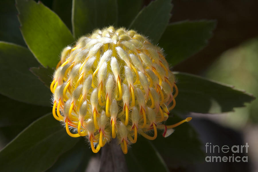Leucospermum  -   Yellow Pincushion Protea Photograph