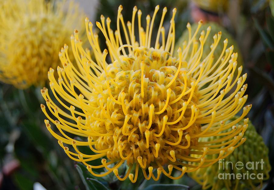 Leucospermum Photograph By Alessandro Flore - Fine Art America