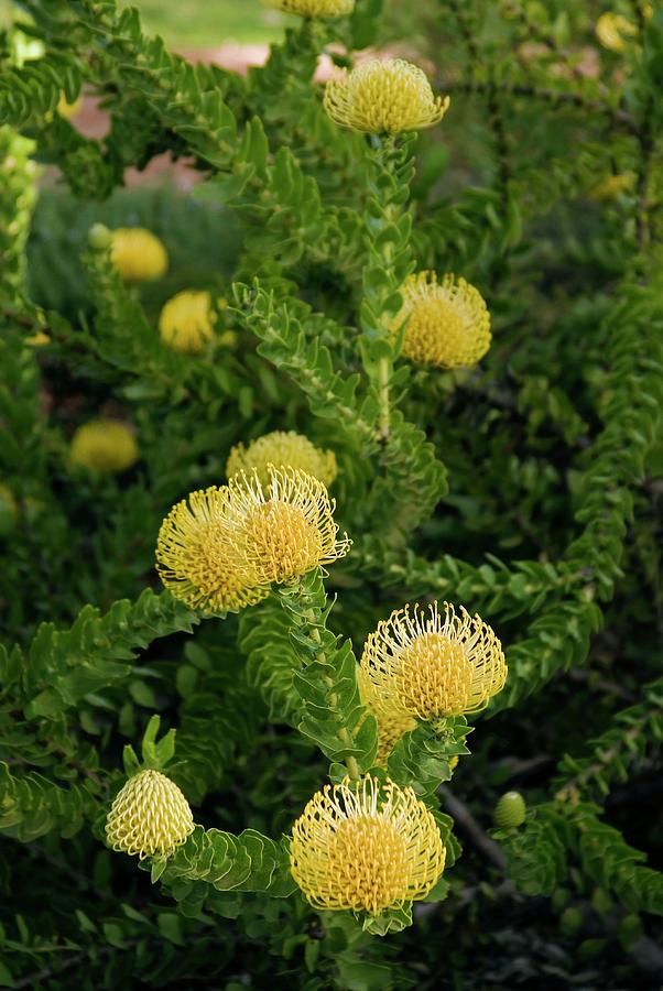 Leucospermum Cordifolium 'yellow Bird' Photograph by Adrian Thomas