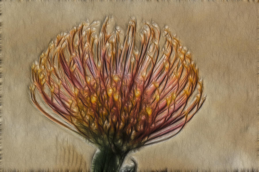 Leucospermum Digital Art by Photographic Art by Russel Ray Photos