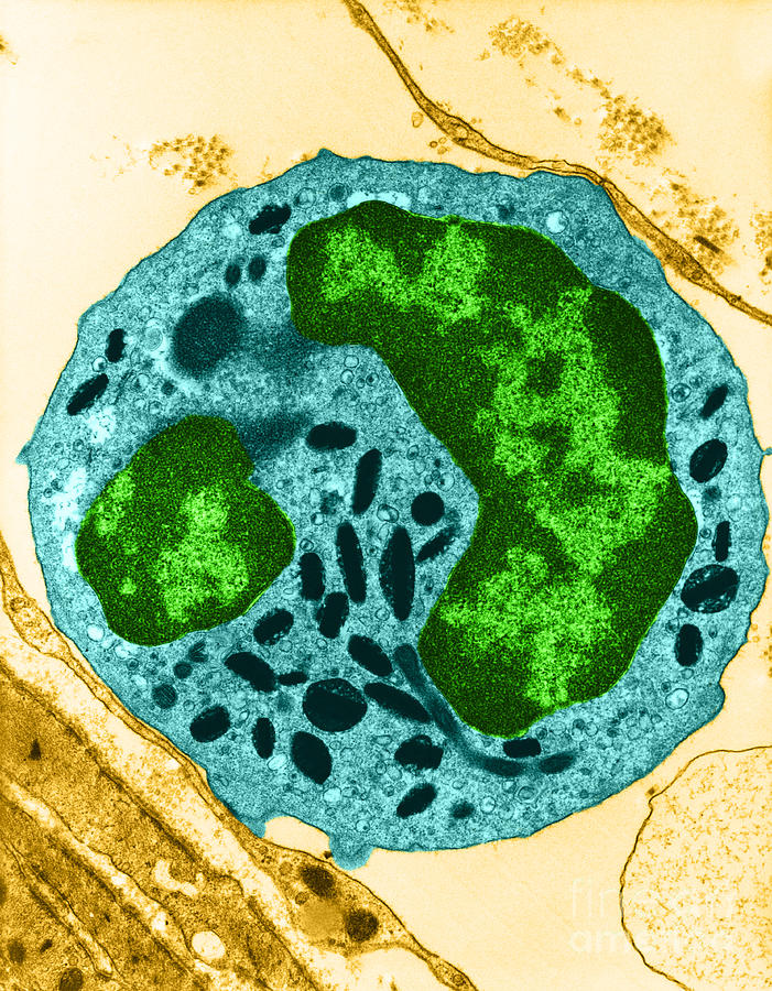 Leukocyte, Tem Photograph by David M. Phillips