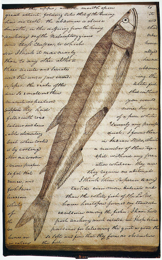 Lewis & Clark Fish, 1800s Drawing by Granger