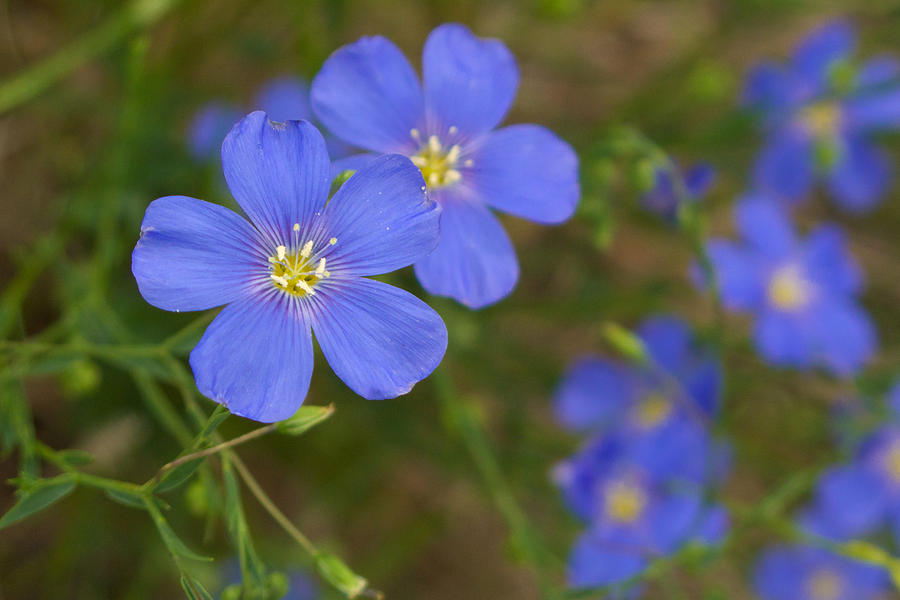 Lewis Blue Flax Photograph by Kent Becker