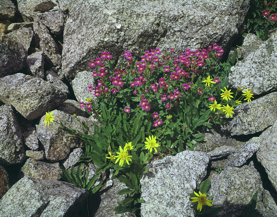 209615-B-Lewis Monkeyflower and Heartleaf Arnica Photograph by Ed  Cooper Photography