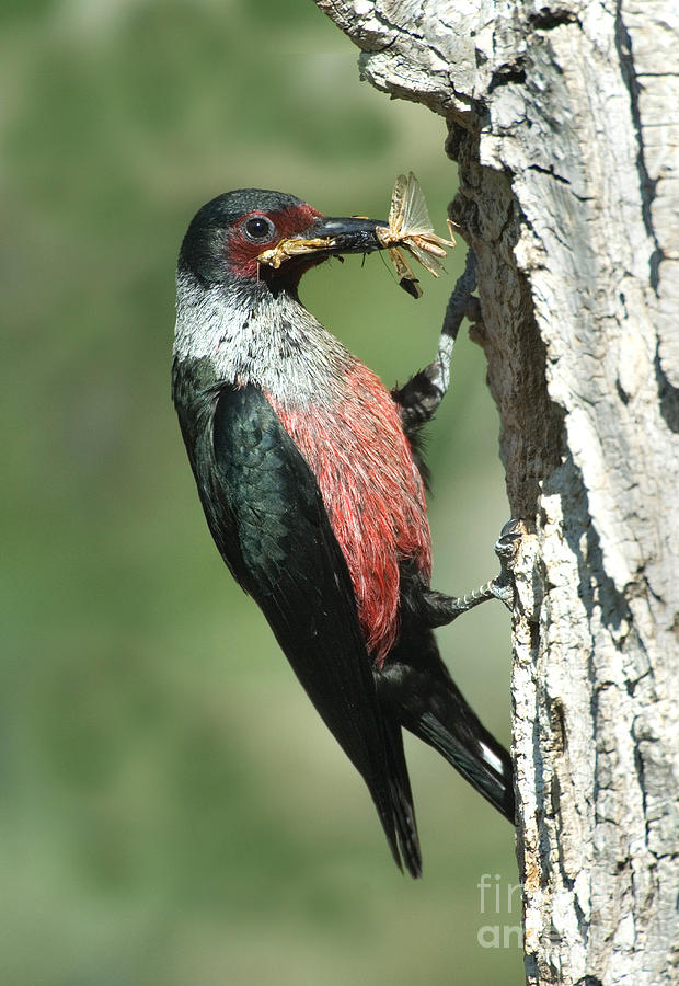 Lewiss Woodpecker, Grasshoppers In Beak Photograph by Anthony Mercieca