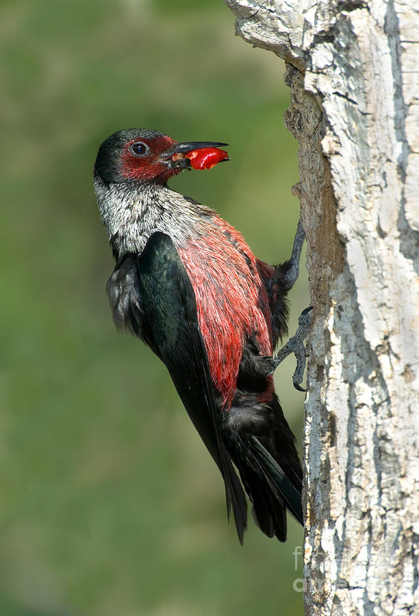 Lewiss Woodpecker With Fruit In Beak Photograph by Anthony Mercieca