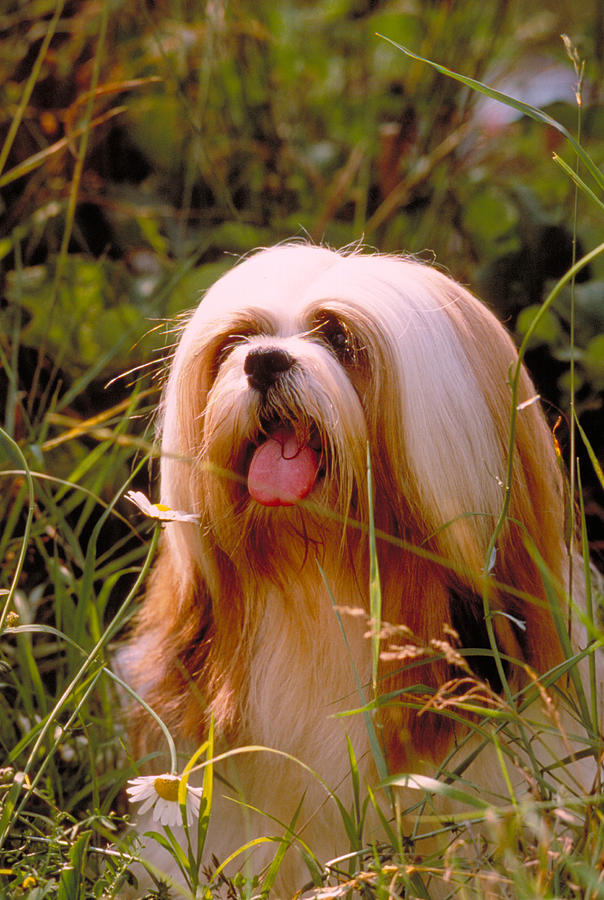 Lhasa Apso Photograph by Jeanne White