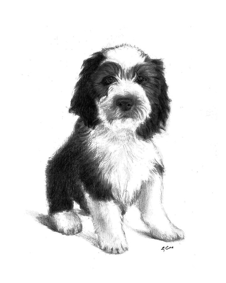 Dog Drawing - Lhasa Apso by Lou Ortiz