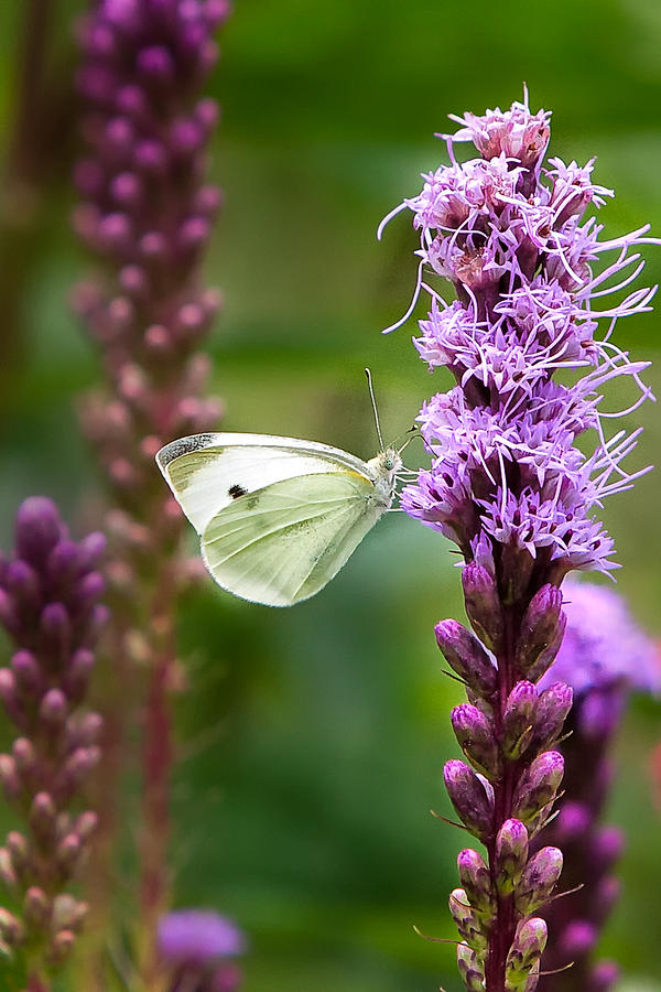 Butterfly Photograph - Liatris by Bill Wakeley