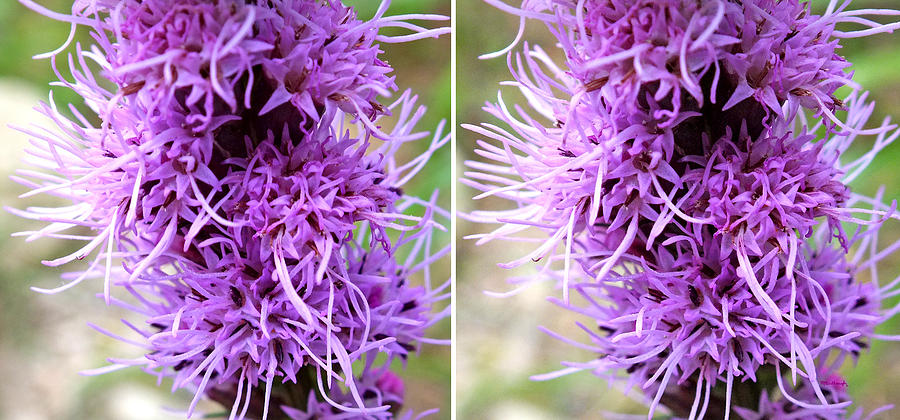 Liatris Flowers in Stereo Photograph by Duane McCullough