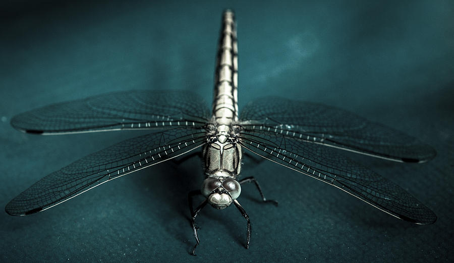 Insects Photograph - Libelle by Sitan Van Sluis