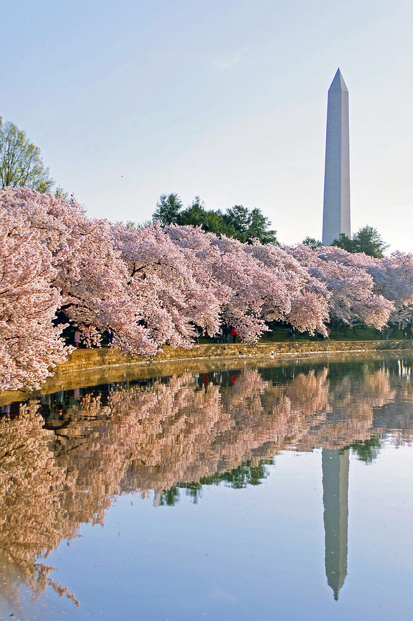Cherry Blossoms Photograph - Liberty by Mitch Cat