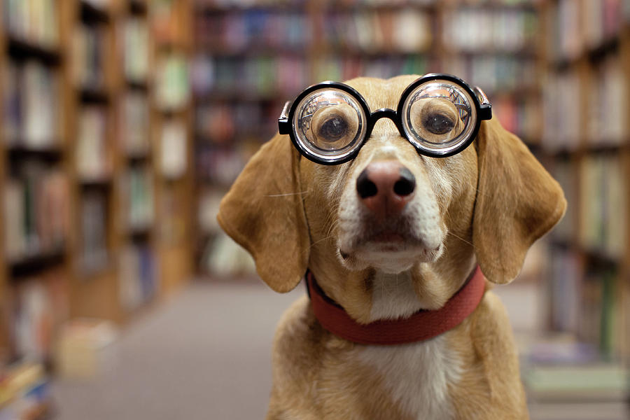 Librarian Dog Photograph by Tudor Costache