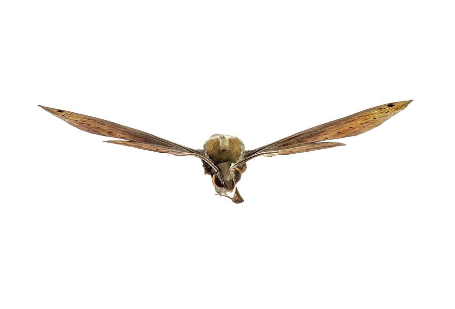 Libya Sphinx Moth Photograph by F. Martinez Clavel