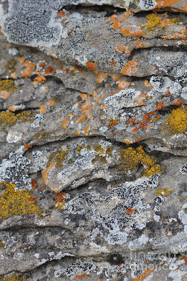 Lichen #4 Photograph by Donna L Munro
