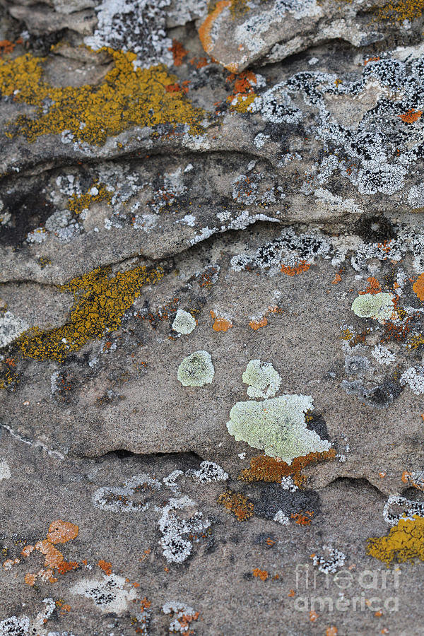 Lichen #5 Photograph by Donna L Munro