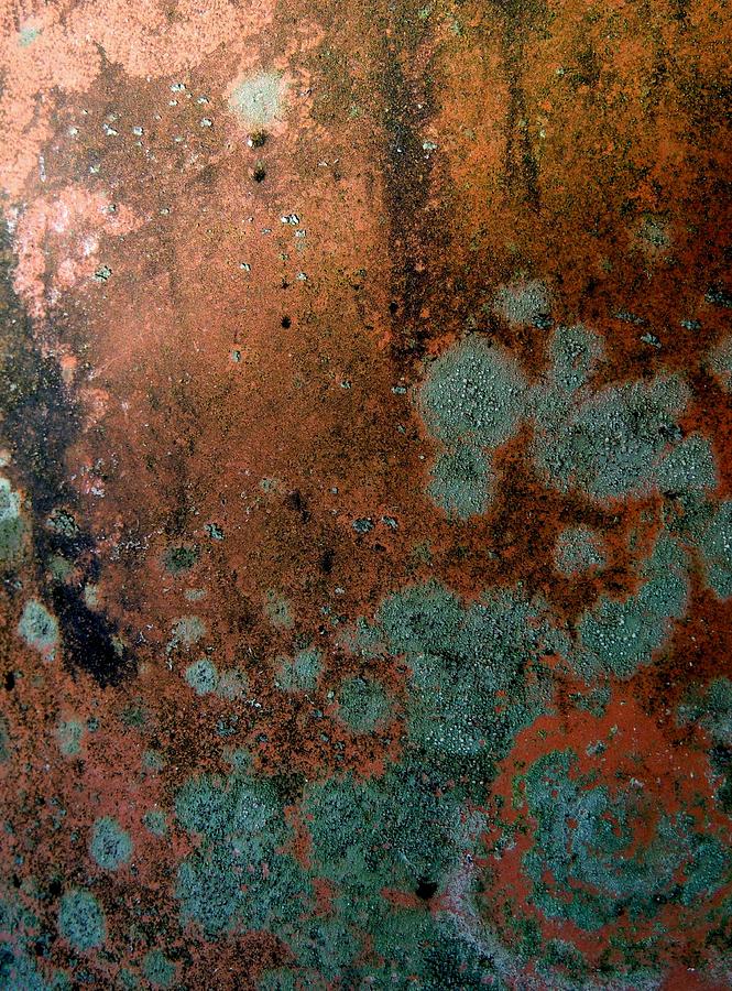 Lichen Abstract 1 Photograph by Denise Clark