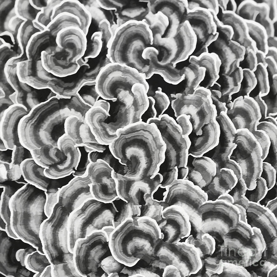 Lichen Abstract Photograph by Barbara McMahon