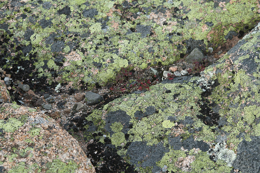 Lichen and Granite IMG 6187 Photograph by Greg Kluempers