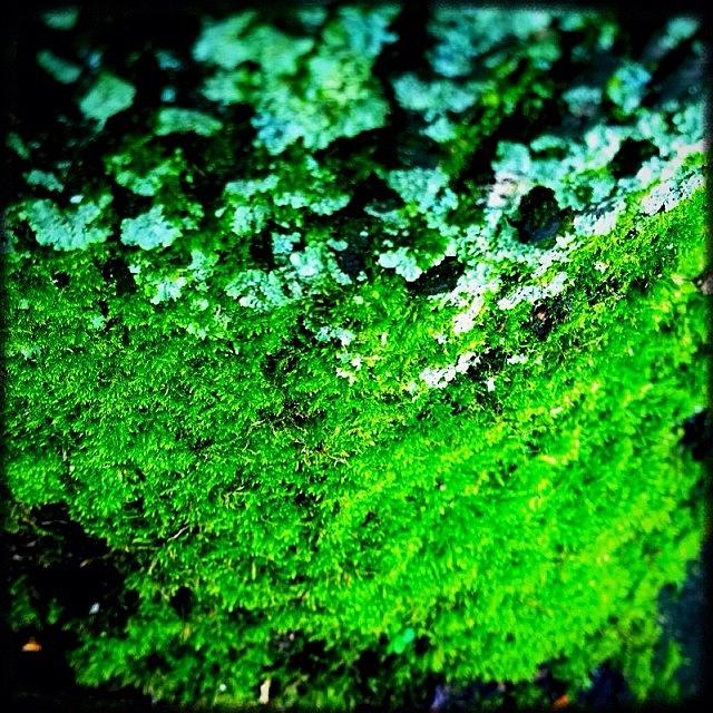 Igers Photograph - Lichen And Moss. Bffs. #instagood by Kevin Smith