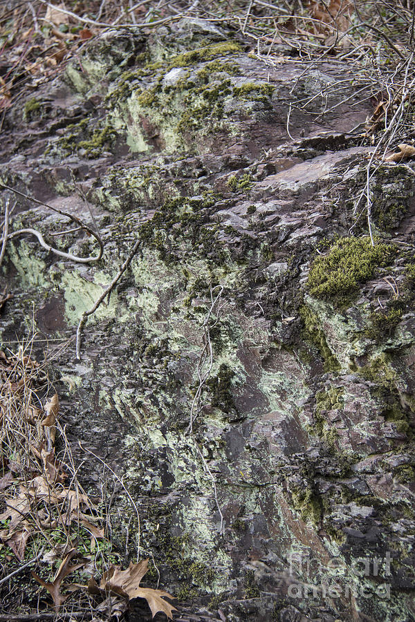 Winter Photograph - Lichen and Moss by Teresa Mucha