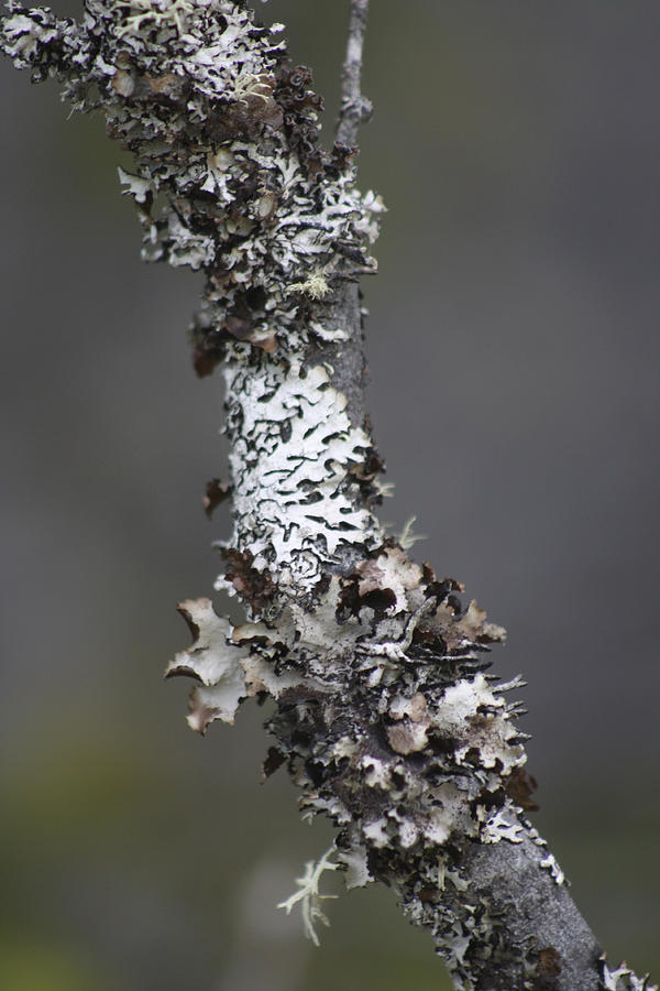 Lichen Photograph by Cathie Douglas