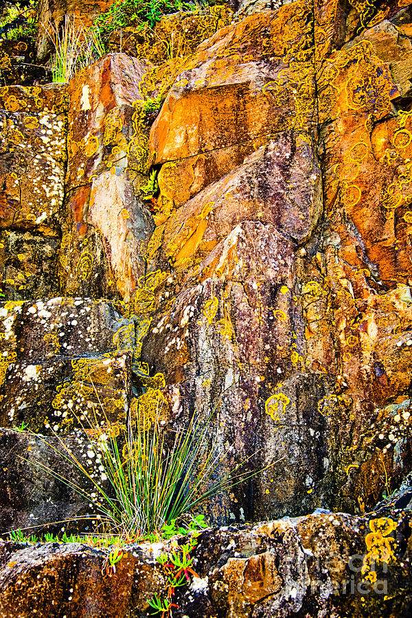 Lichen covered rock face at Bombo Photograph by Peter Kneen
