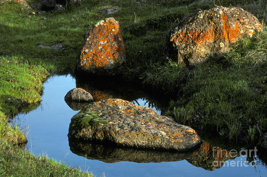 Lichen-covered Rocks Photograph by Ron Sanford