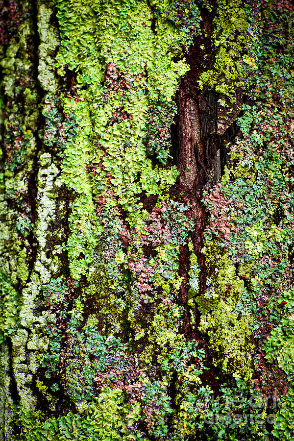 Lichen Photograph by Elena Elisseeva