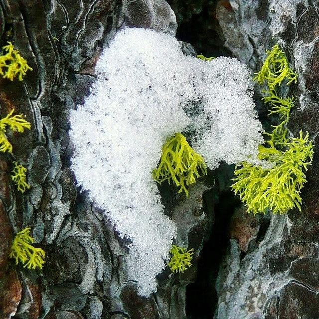 Nature Photograph - #lichen #green #white #cold #snow #pine by The Texturologist