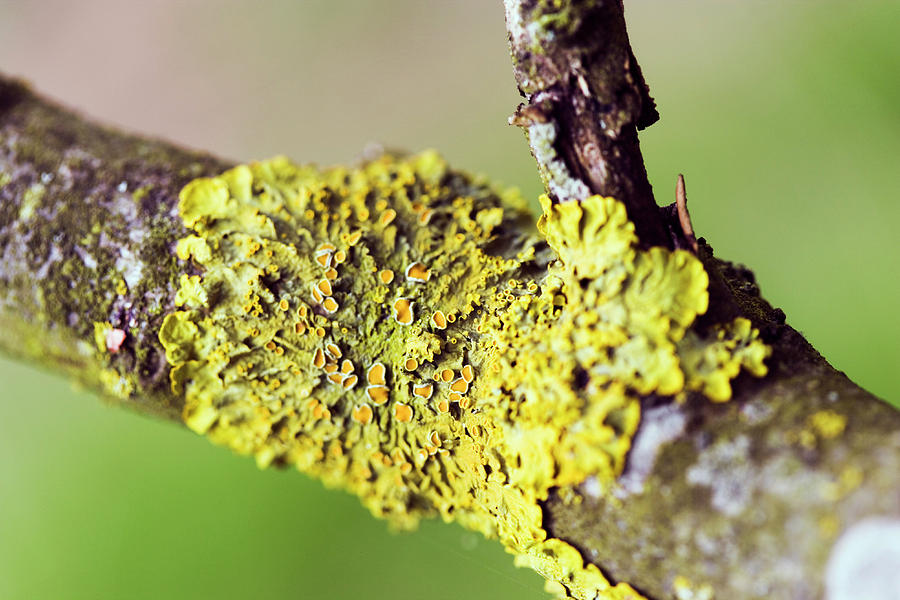 Wildlife Photograph - Lichen by Gustoimages/science Photo Library